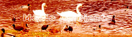 Acceso al Área de Medio Ambiente